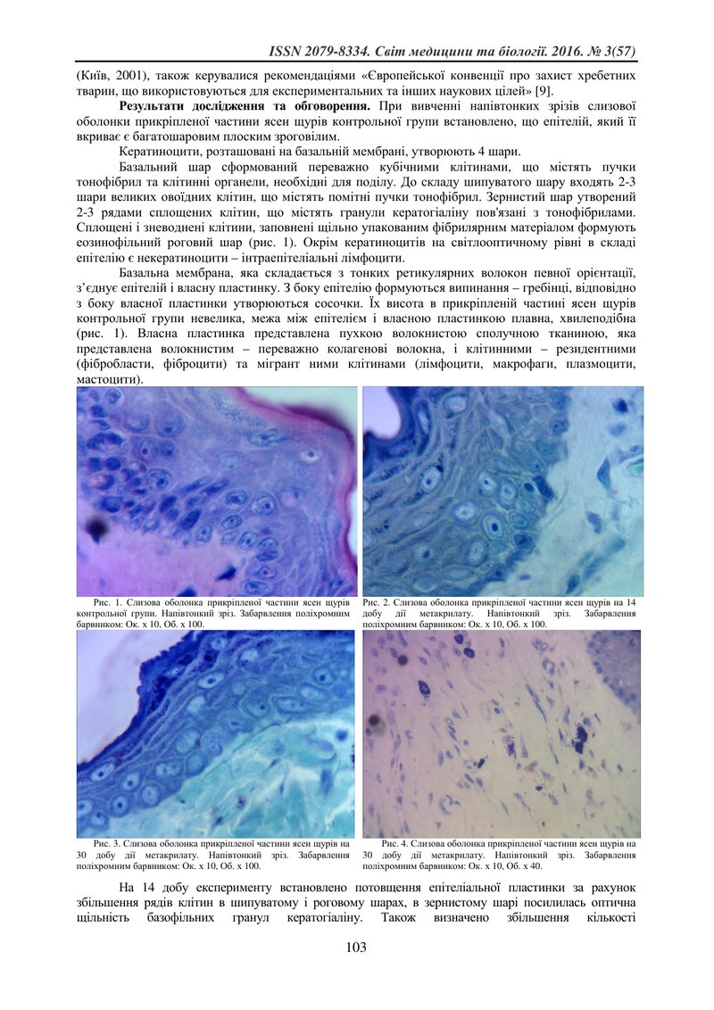 СТРУКТУРНА ПЕРЕБУДОВА СЛИЗОВОЇ ОБОЛОНКИ ЯСЕН ЩУРІВ ПІСЛЯ ДІЇ МЕТАКРИЛАТУ