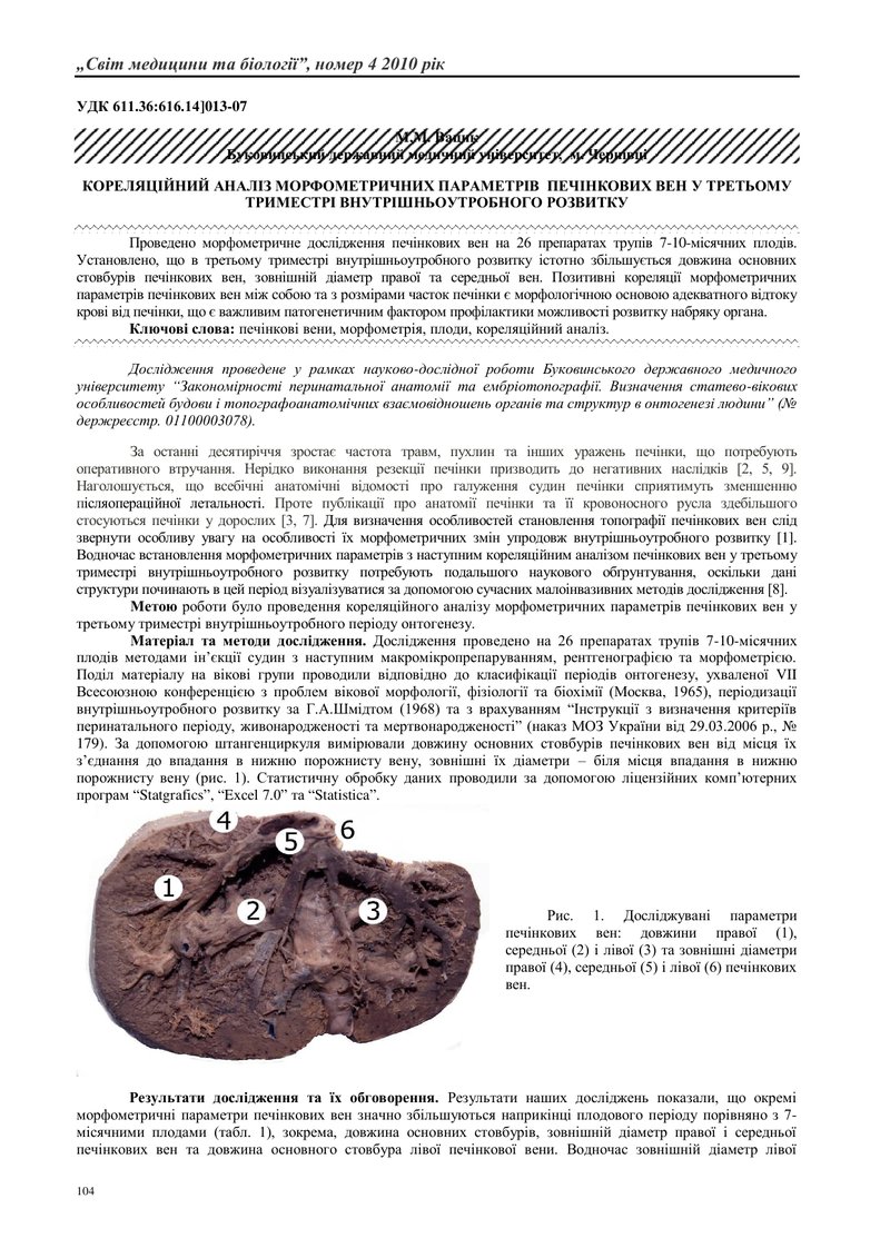 КОРЕЛЯЦІЙНИЙ АНАЛІЗ МОРФОМЕТРИЧНИХ ПАРАМЕТРІВ  ПЕЧІНКОВИХ ВЕН У ТРЕТЬОМУ ТРИМЕСТРІ ВНУТРІШНЬОУТРОБНО
