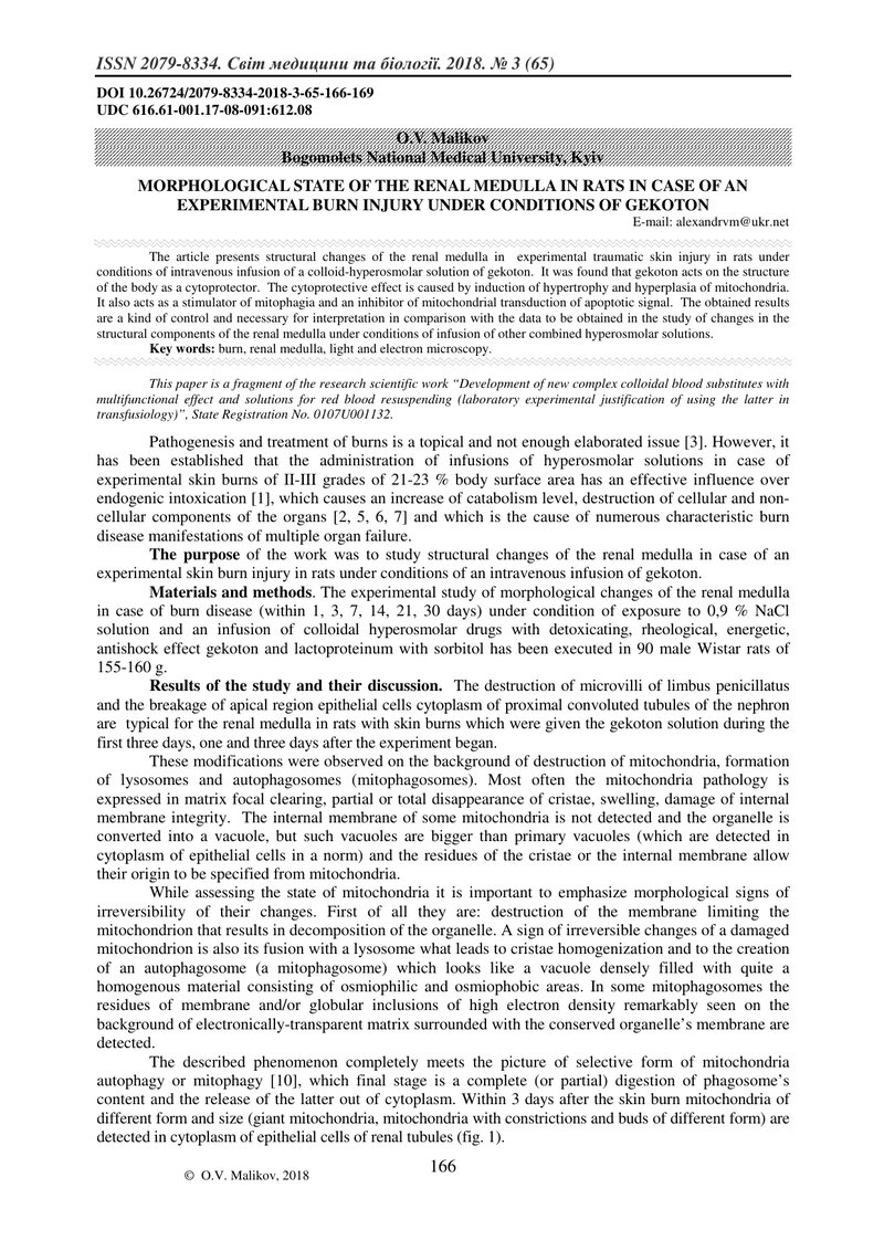 МОРФОЛОГІЧНИЙ СТАН МОЗКОВОЇ РЕЧОВИНИ НИРКИ ЩУРІВ  ПРИ ЕКСПЕРИМЕНТАЛЬНІЙ ОПІКОВІЙ  ТРАВМІ ШКІРИ ЗА УМ