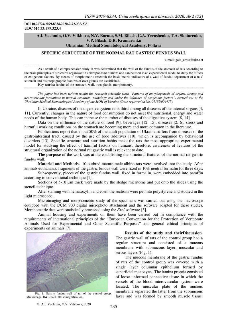 СТРУКТУРНІ ОСОБЛИВОСТІ СТІНКИ ФУНДАЛЬНОГО ВІДДІЛУ ШЛУНКУ ЩУРІВ  У НОРМІ